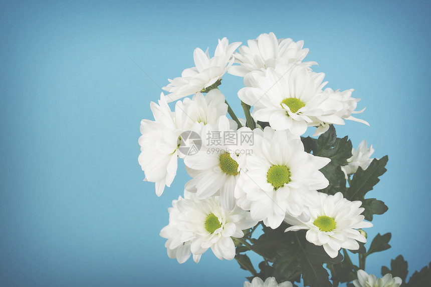 蓝色背景上的白花图片