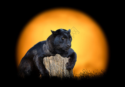 在日落背景的黑豹在黑暗的图片
