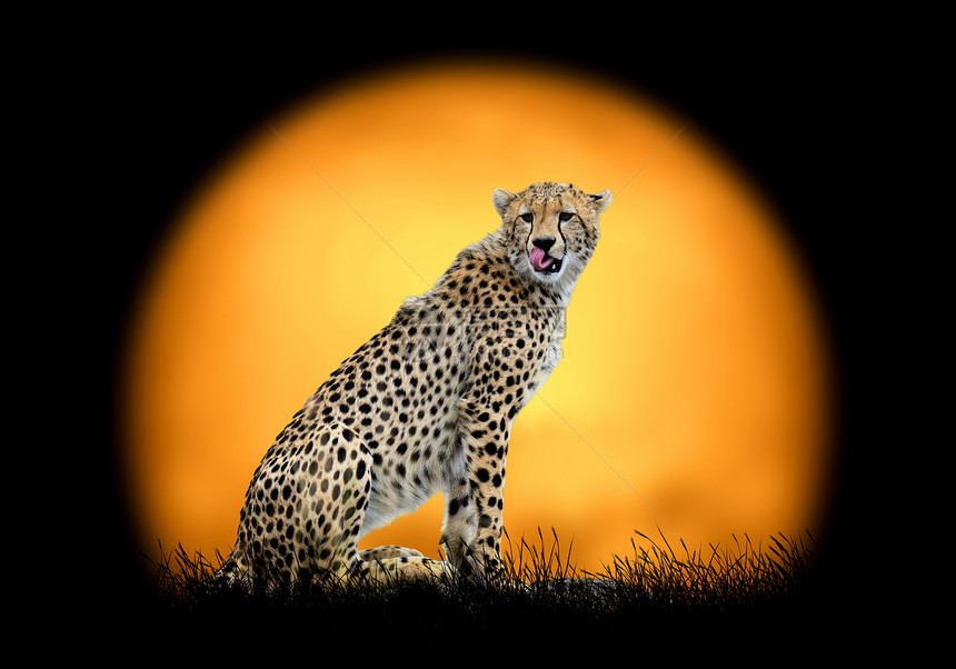 日落背景的猎豹黑暗背景的图片