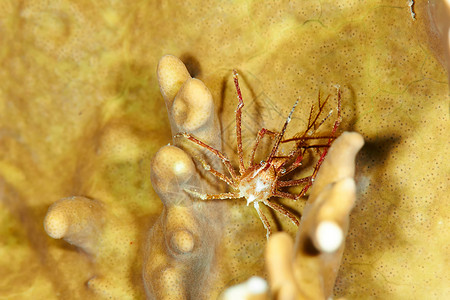 埃及红海夜间的珊瑚蜘蛛蟹图片