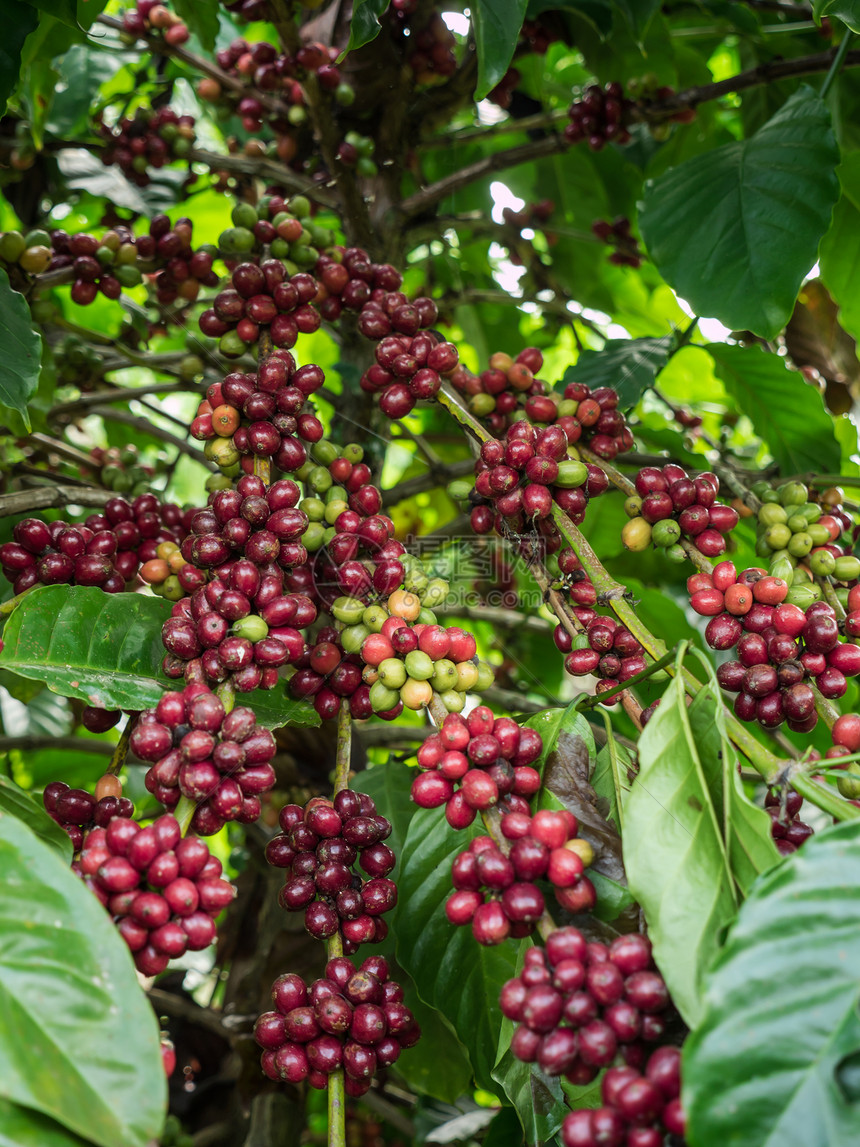 泰国种植园里的咖啡种子图片