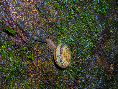 索契公园树上的美丽蜗牛图片