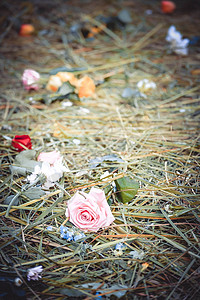 玫瑰花在切开的草地上图片