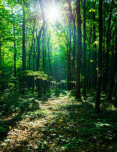 美丽的绿色森林幼树背景图片