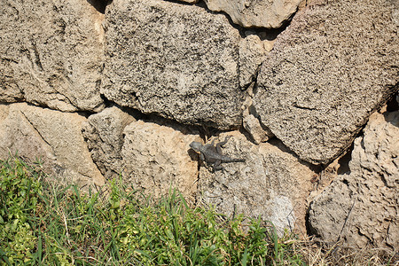 蜥蜴坐在岩石上图片