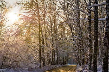 冬日桦木夕阳下的路图片
