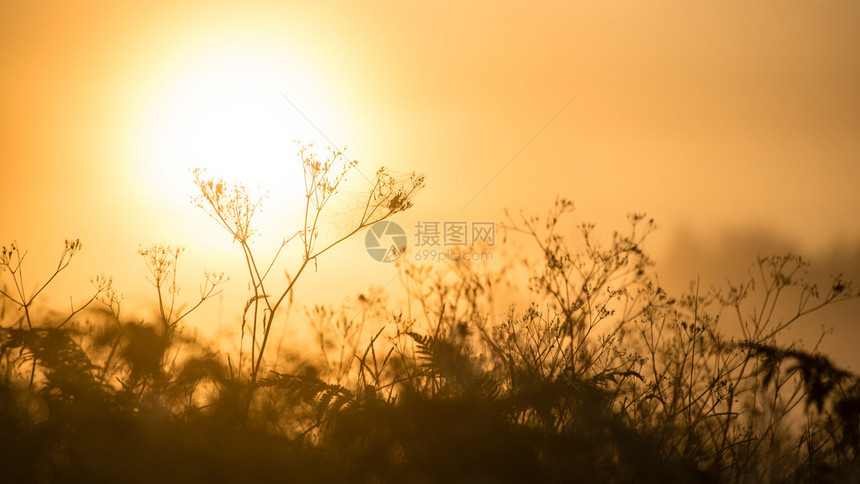 夏日阳光照耀的草图片