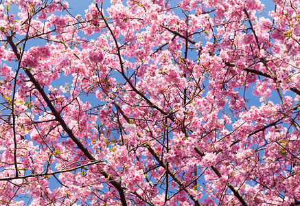 盛开的樱花树枝特写图片