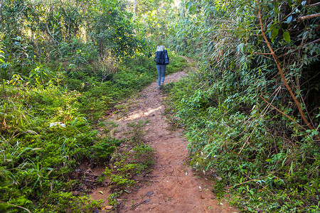 人们在热带雨林中徒步旅行巴西图片
