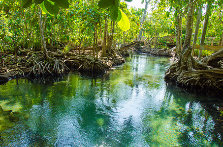 泰国Krabi带根和流水的沼泽林Tha图片
