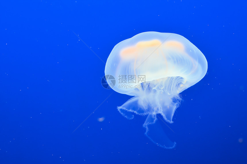 水母在海洋水族馆里游泳图片