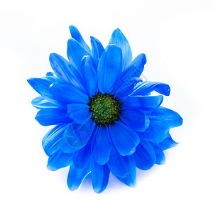 一颗深蓝色的美丽的菊花以图片