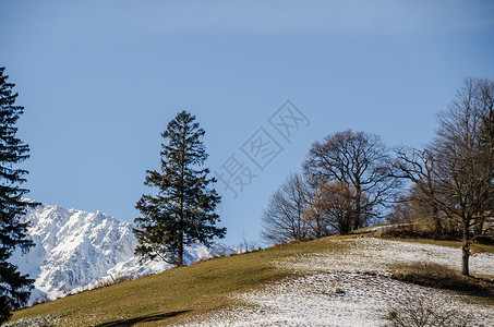 雪山上的树图片