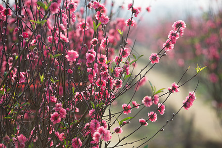 花园里的桃红色花朵图片