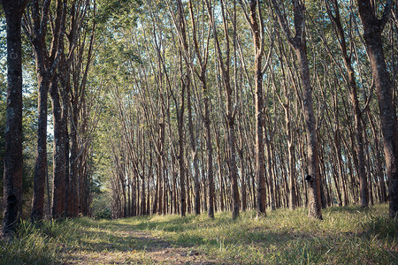 Chanthaburi省橡胶树种植园天然乳胶种植图片