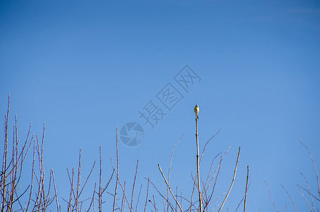 冬天树枝上的蓝雀图片