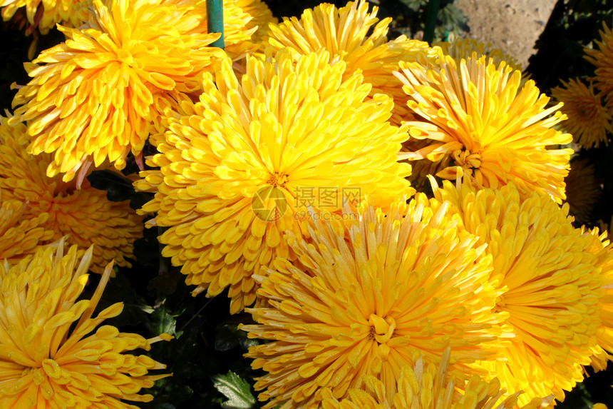 黄色美丽的菊花在图片