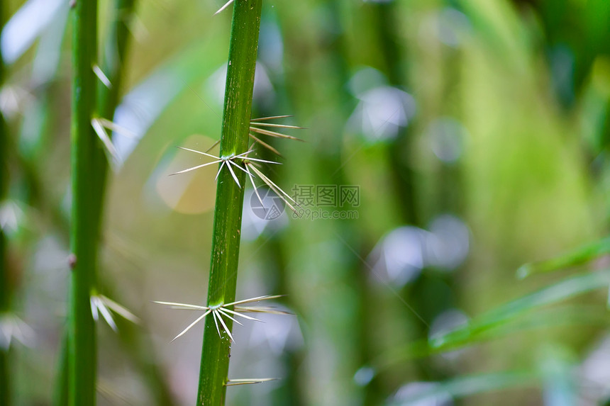 热带棕榈树茎上的荆棘细节图片