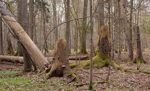 春季湿混合林果树和枯树折断树木死图片