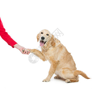 年轻的Bautiul金色猎犬把爪子给主人图片