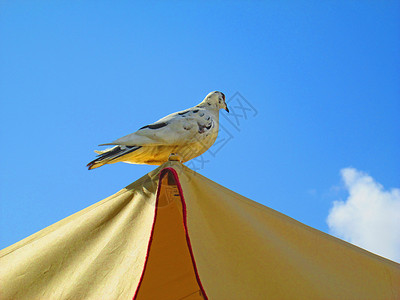 阳伞上的白鸽子图片