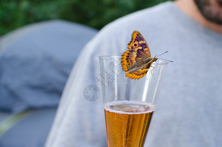 弗莱尔的紫帝蝶喝起泡酒水平图片