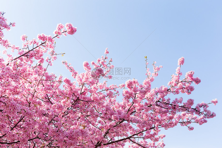 盛开的樱花树枝特写图片