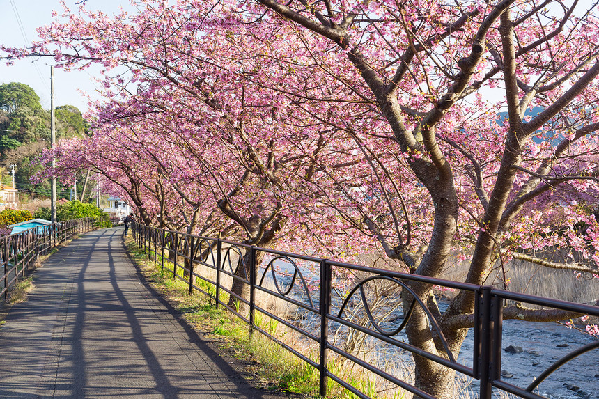 河津市公园樱花盛开图片