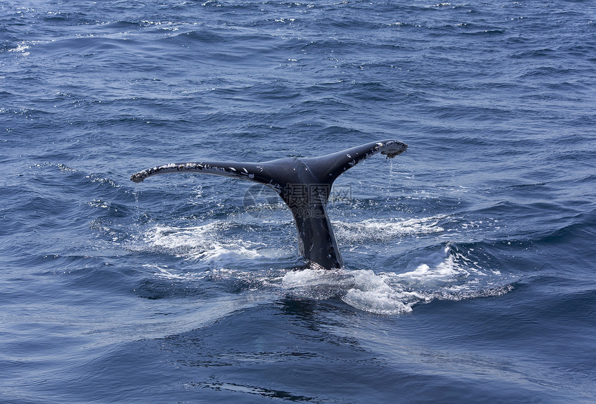 鲸尾鱼昆士兰州澳大利图片