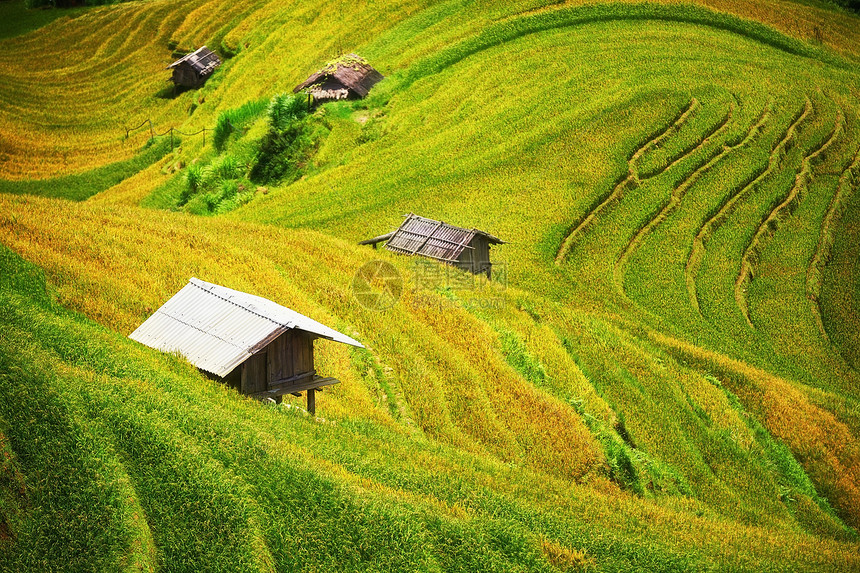 越南延白木仓柴梯田上的稻田稻田在越南西北部准备收图片