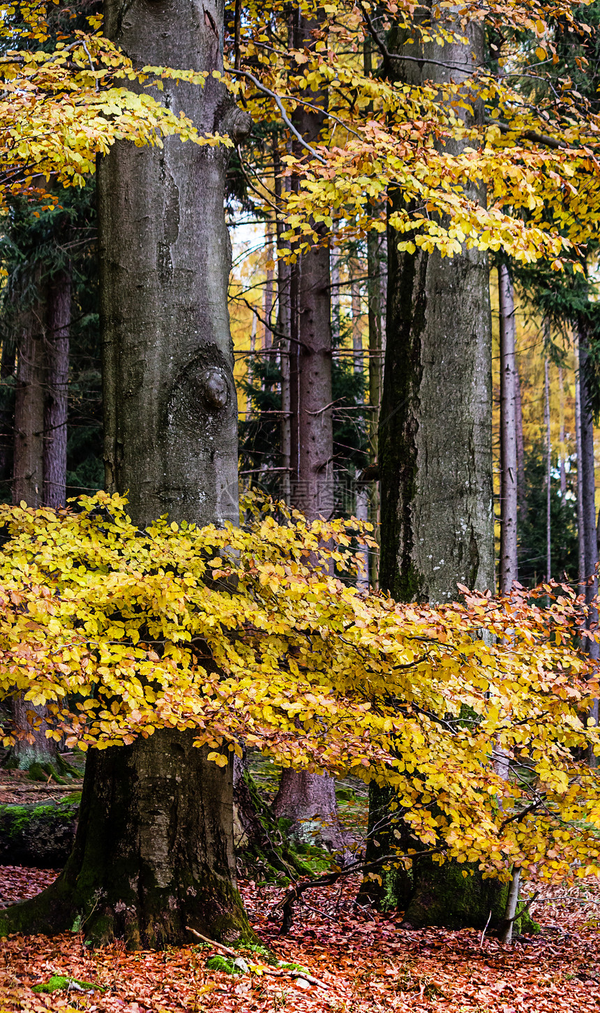 秋天森林里两棵壮丽的山毛榉树图片