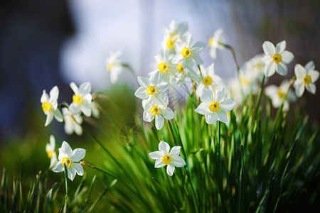 盛开的水仙花在春天开花的白色水仙春天的花朵浅景深背景图片