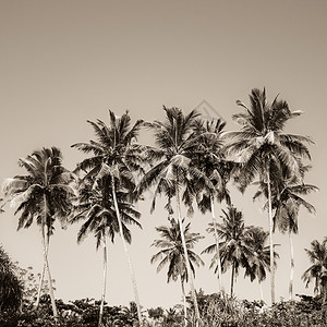 热带的椰子棕榈树和红树林图片
