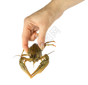 手握野生信号小龙虾的男人图片