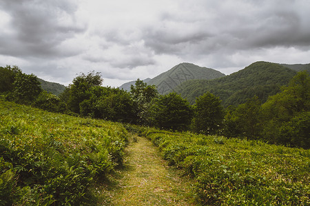 大索契茶叶种植园世界上图片