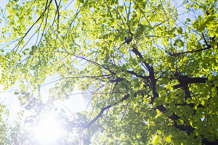 阳光明媚的春天公园里的绿树图片