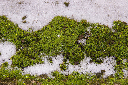 青苔在闪发光的白雪中图片