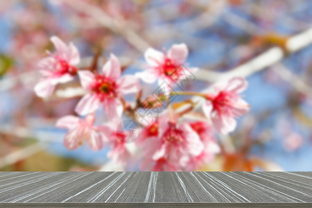 野生喜马拉雅樱桃粉花开展示产品布料背景和木桌的模糊不突图片