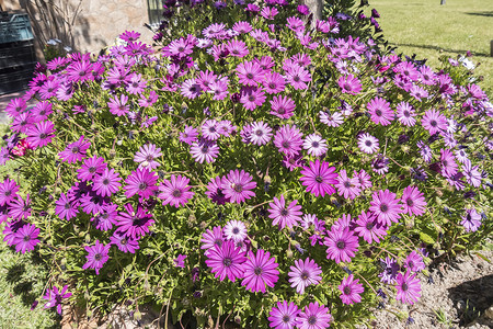 博恩霍尔姆雏菊Dimorphothecaecklonis粉红色的花朵背景