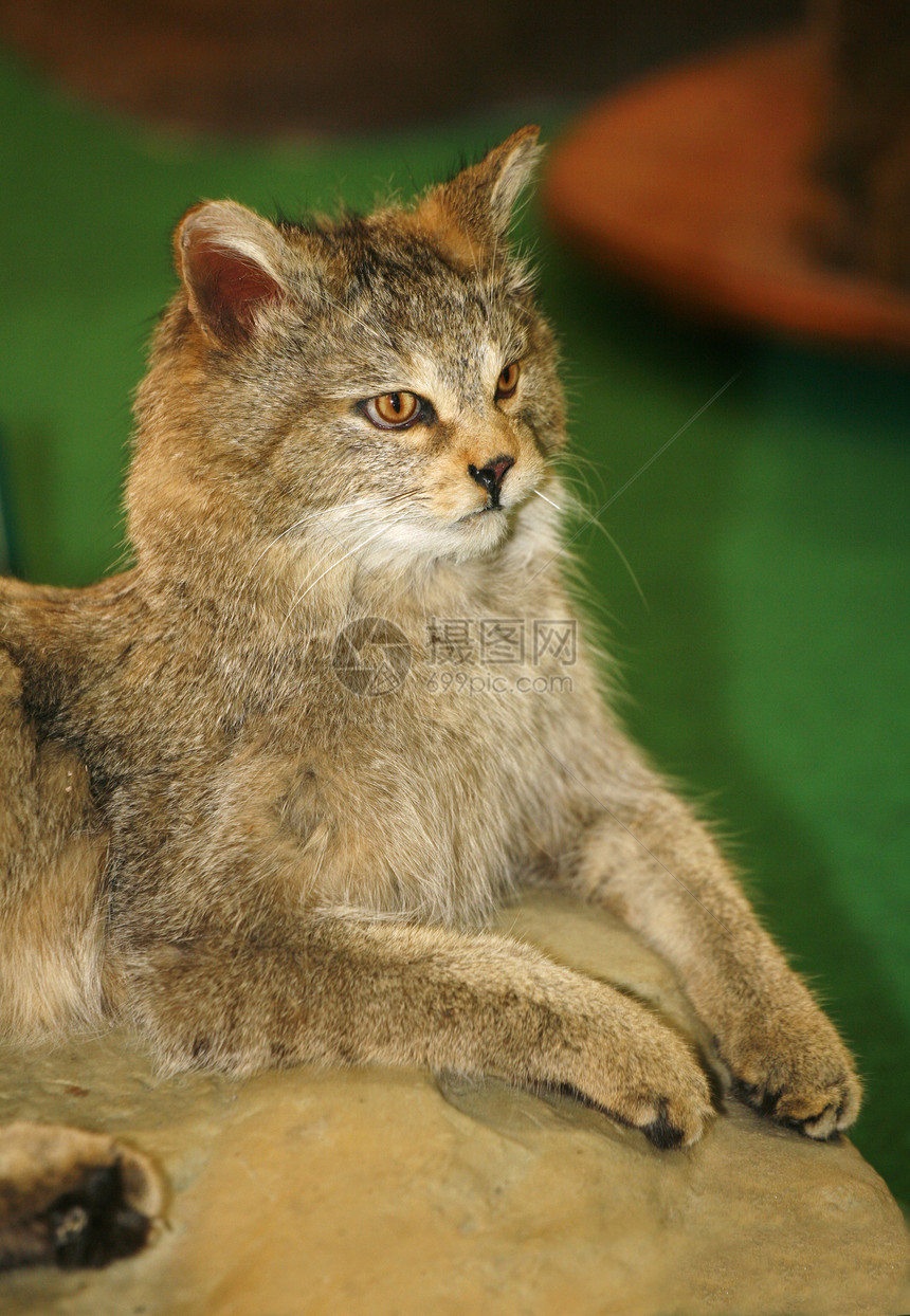 毛绒非洲野猫silvestris的头像生物栖息在欧洲图片