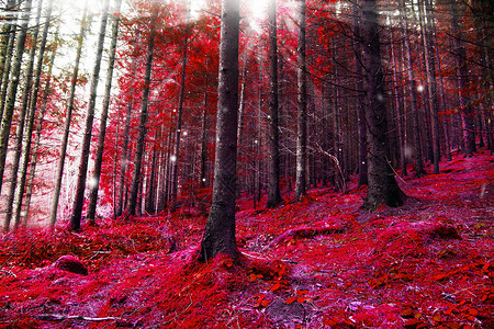 红色幻想森林有图片