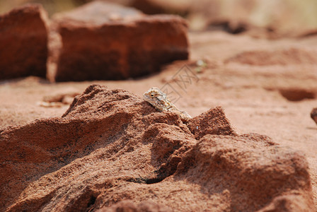 红岩上的小蜥蜴只有蜥蜴图片