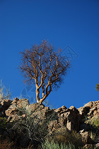 岩石上的一棵干树图片