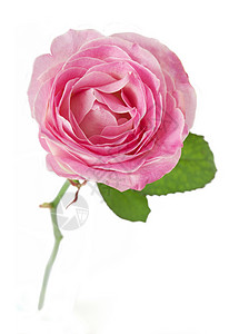美丽的粉色玫瑰在白色图片