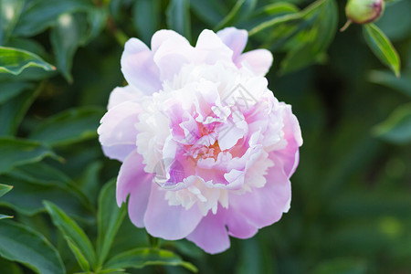 植物园中的粉色牡丹花图片