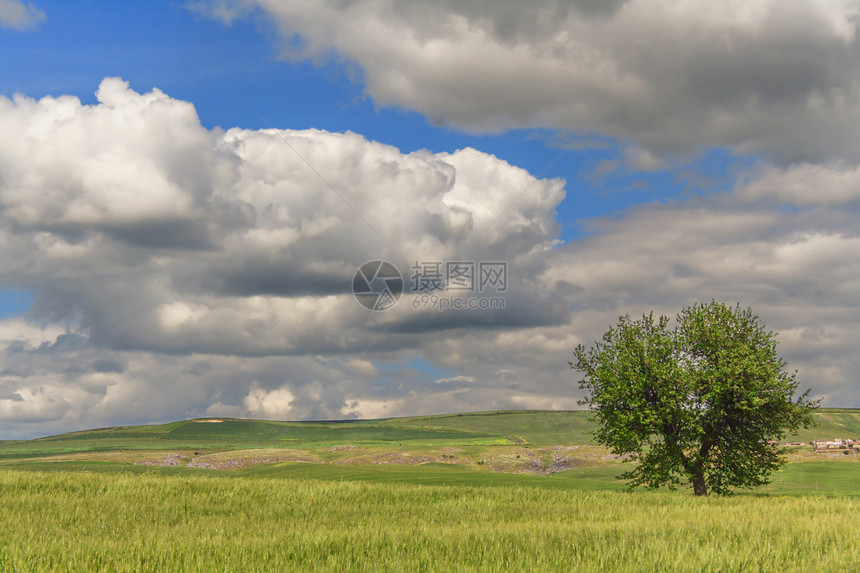 丘陵景观绿色麦田上的孤树云雾缭绕图片
