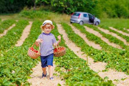 可爱的小男孩夏天在有机生物浆果农场采摘和吃草莓图片