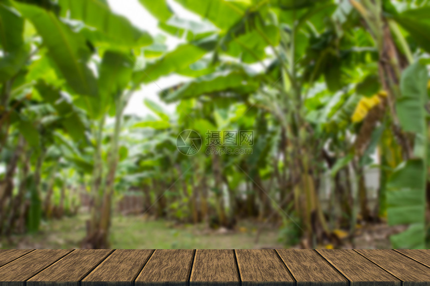 泰国农村的香蕉树农场图片