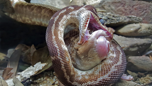 一条蛇吃老鼠的特写图片