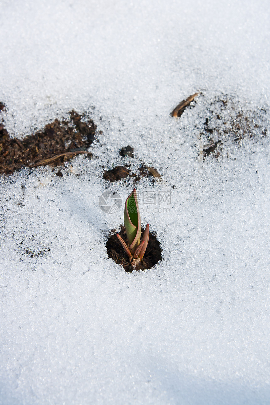 春初植物春天从雪中流出图片
